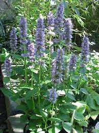 Agastache