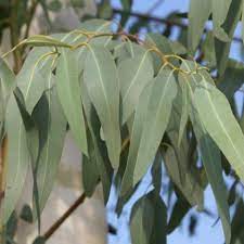 Eucalyptus