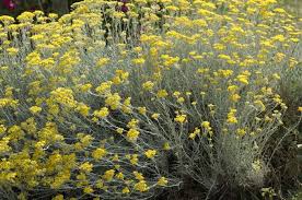 Immortelle d'Italie