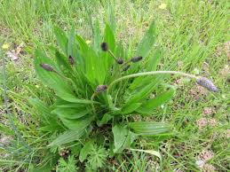 Plantain lancéolé