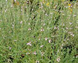 Verveine officinale