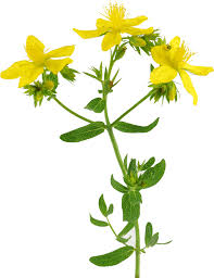 Millepertuis